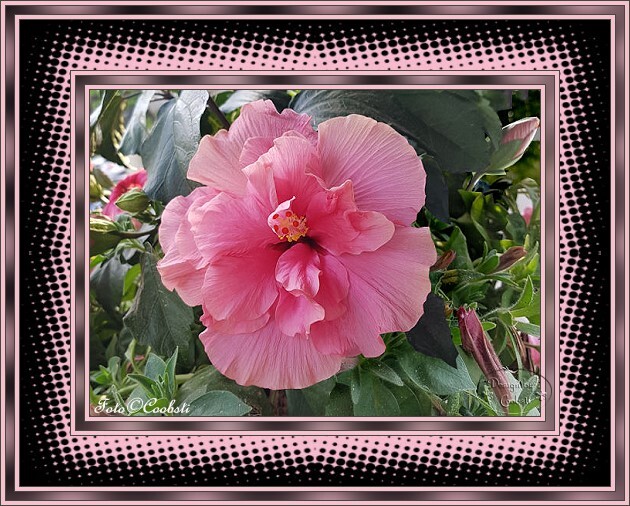 Rahmentutorial WA 46/2025